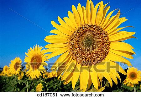 Sunflowers View Large Photo Image Stock Image - Sunflowers. Fotosearch