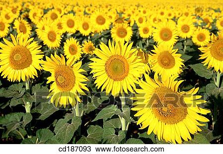 Stock Image - Sunflowers. Fotosearch