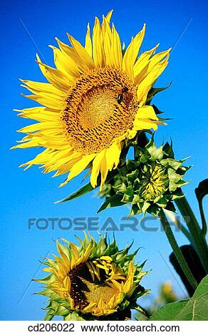 Sunflowers View Large Photo Image Stock Image - Sunflowers. Fotosearch