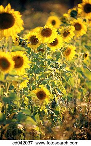Sunflowers View Large Photo Image Stock Photo - Sunflowers. Fotosearch