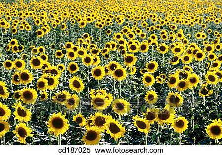 Sunflowers View Large Photo Image Stock Photography - Sunflowers. Fotosearch