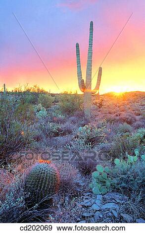 Stock Photo - Sunset on Sonoran Desert. Arizona. USA. Fotosearch