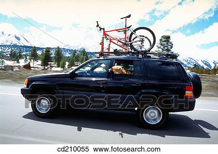 Stock Photography - SUV with mountain bikes on top and his dog hanging out the window. Fotosearch