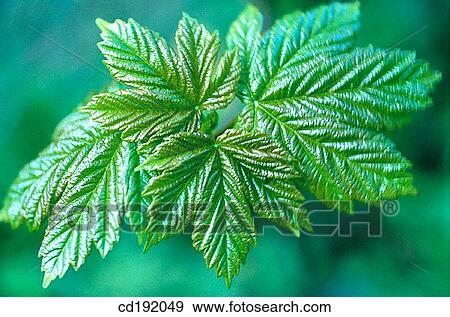 Stock Photo - Sycomore (Acer pseudoplatanus). Fotosearch