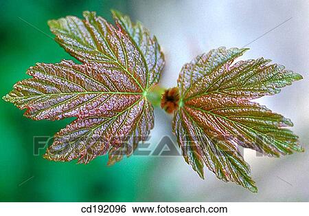 Sycomore (Acer pseudoplatanus) View Large Photo Image Stock Photograph - Sycomore (Acer pseudoplatanus). Fotosearch