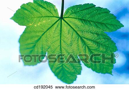 Sycomore (Acer pseudoplatanus) View Large Photo Image Stock Photography - Sycomore (Acer pseudoplatanus). Fotosearch