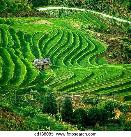 Terraced Field. Yunnan. China View Large Photo Image Stock Photography - Terraced Field. Yunnan. China. Fotosearch