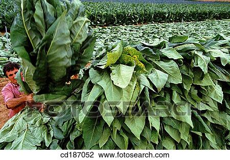 Stock Image - Tobacco fields. Navarre. Spain. Fotosearch