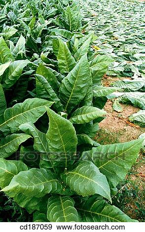 Tobacco View Large Photo Image Stock Photo - Tobacco. Fotosearch