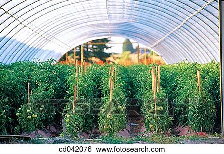 Tomatoes growing in comercial greenhouse View Large Photo Image Stock Photograph - Tomatoes growing in comercial greenhouse. Fotosearch