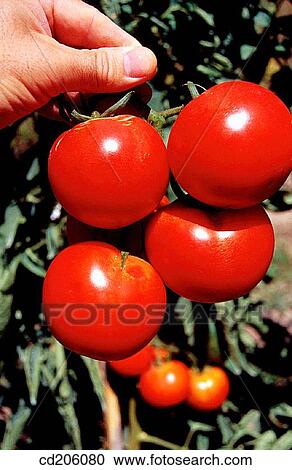 Stock Image - Tomatoes. Fotosearch