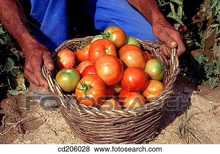 Tomatoes View Large Photo Image Stock Photo - Tomatoes. Fotosearch