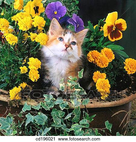 Stock Image - Tortoise Shell Cat. Fotosearch