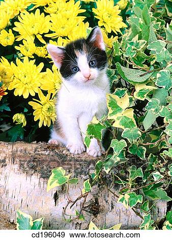 Tortoise Shell Cat View Large Photo Image Stock Photo - Tortoise Shell Cat. Fotosearch