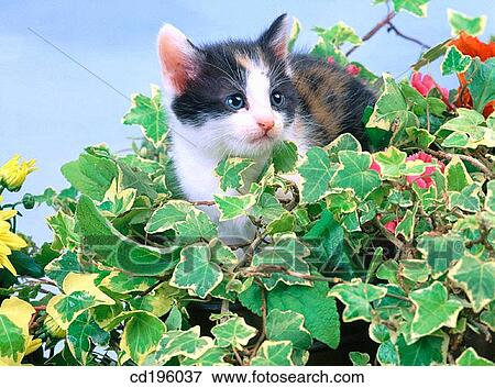 Tortoise Shell kitten View Large Photo Image Stock Photo - Tortoise Shell kitten. Fotosearch