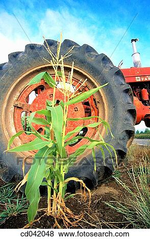 Tractor in corn field View Large Photo Image Stock Photo - Tractor in corn field. Fotosearch