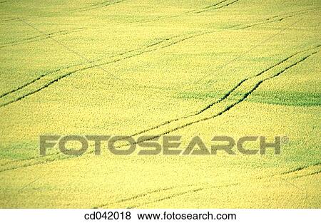 Tractor trails through crop fields View Large Photo Image Stock Photo - Tractor trails through crop fields. Fotosearch