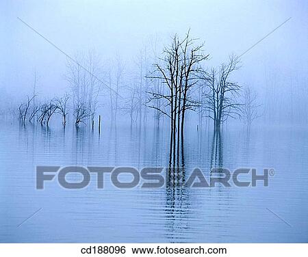 Trees and shadows View Large Photo Image Stock Photograph - Trees and shadows. Fotosearch
