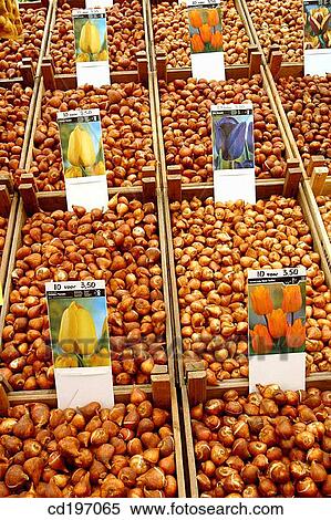 Tulip bulbs for sale. Amsterdam. Holland View Large Photo Image Stock Photography - Tulip bulbs for sale. Amsterdam. Holland. Fotosearch