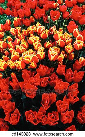 Tulips View Large Photo Image Stock Image - Tulips. Fotosearch