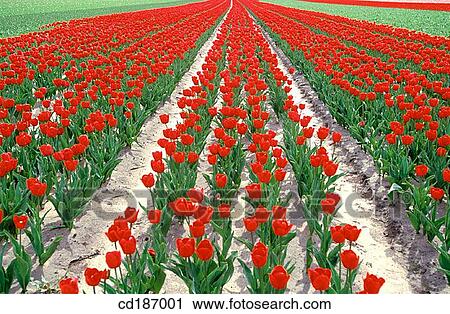 Tulips View Large Photo Image Stock Image - Tulips. Fotosearch
