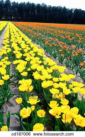 Tulips View Large Photo Image Stock Photograph - Tulips. Fotosearch