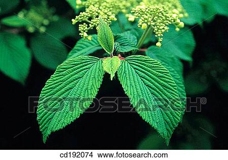 Viburnum plicatum View Large Photo Image Picture - Viburnum plicatum. Fotosearch