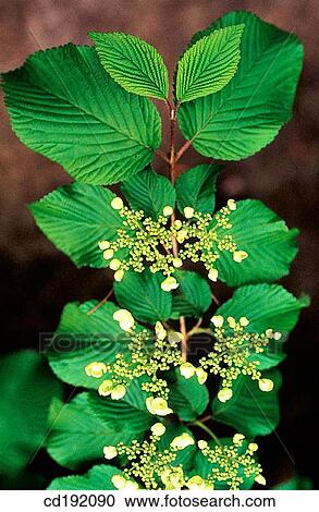 Viburnum plicatum View Large Photo Image Stock Image - Viburnum plicatum. Fotosearch