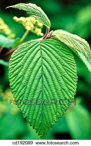 Viburnum plicatum View Large Photo Image Stock Photo - Viburnum plicatum. Fotosearch
