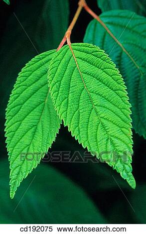 Stock Photography - Viburnum plicatum. Fotosearch