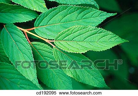 Viburnum plicatum View Large Photo Image Stock Photography - Viburnum plicatum. Fotosearch