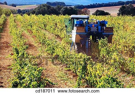 Vine harvest View Large Photo Image Stock Image - Vine harvest. Fotosearch