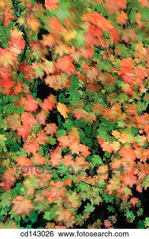 Vine Maple (Acer circinatum) leaves in fall View Large Photo Image Stock Photograph - Vine Maple (Acer circinatum) leaves in fall. Fotosearch