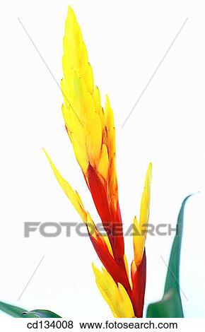 Stock Photo - Vriesia hybr.. Fotosearch