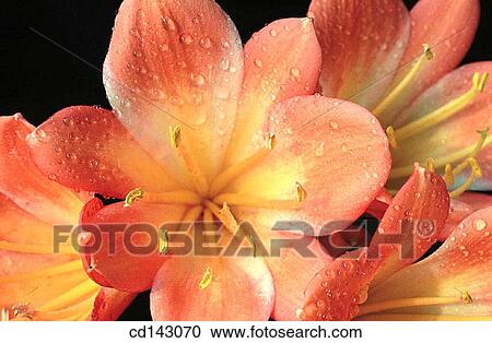 Water drops on flower View Large Photo Image Stock Image - Water drops on flower. Fotosearch