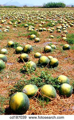 Watermelons View Large Photo Image Stock Photo - Watermelons. Fotosearch