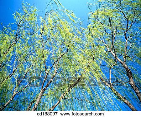 Weeping Willow View Large Photo Image Stock Photo - Weeping Willow. Fotosearch