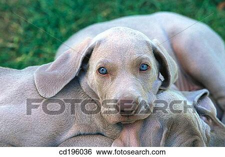 Weimaraner pups View Large Photo Image Stock Photograph - Weimaraner pups. Fotosearch