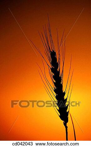 Stock Image - Wheat at sunset. Fotosearch