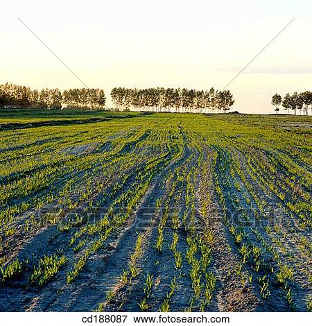 Wheat Field. China View Large Photo Image Stock Photo - Wheat Field. China. Fotosearch