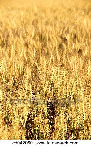 Wheat field View Large Photo Image Stock Image - Wheat field. Fotosearch