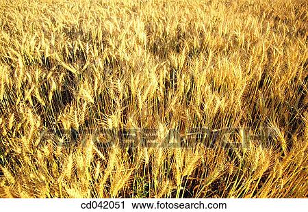 Wheat field View Large Photo Image Stock Image - Wheat field. Fotosearch