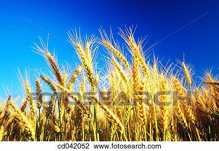 Wheat field View Large Photo Image Stock Image - Wheat field. Fotosearch