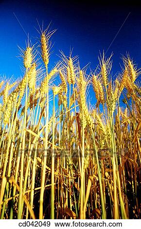 Wheat field View Large Photo Image Stock Photo - Wheat field. Fotosearch