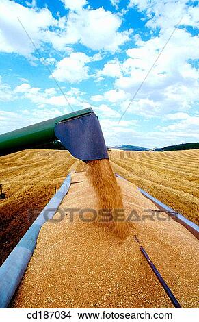 Wheat harvest View Large Photo Image Picture - Wheat harvest. Fotosearch