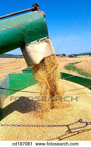 Wheat harvest View Large Photo Image Stock Image - Wheat harvest. Fotosearch