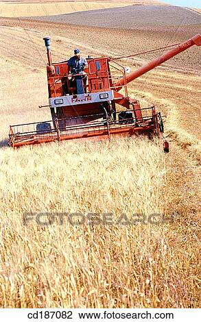 Wheat harvest View Large Photo Image Stock Image - Wheat harvest. Fotosearch