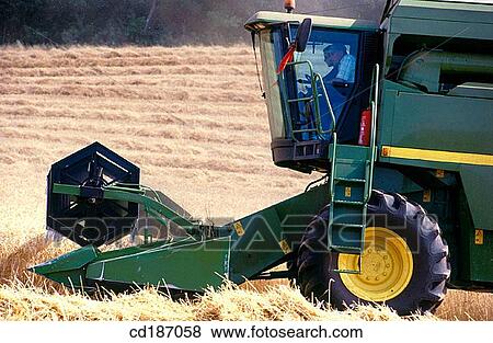 Wheat harvest View Large Photo Image Stock Photo - Wheat harvest. Fotosearch