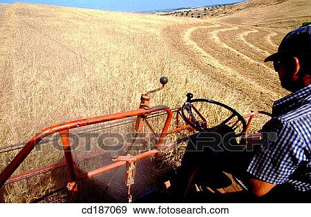 Wheat harvest View Large Photo Image Stock Photo - Wheat harvest. Fotosearch