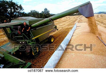 Wheat harvest View Large Photo Image Stock Photo - Wheat harvest. Fotosearch